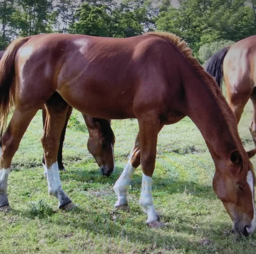 Pferdephysiotherapeutische Behandlung – Janita Grünefeld arbeitet am Pferd